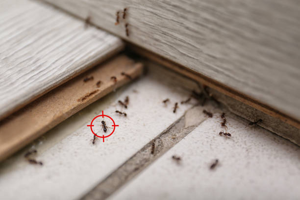 Best Exterminator Services  in Campti, LA