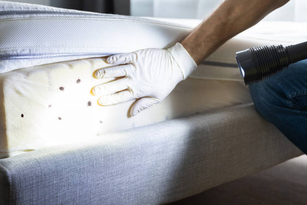 Best Pest Control Near Me  in Campti, LA