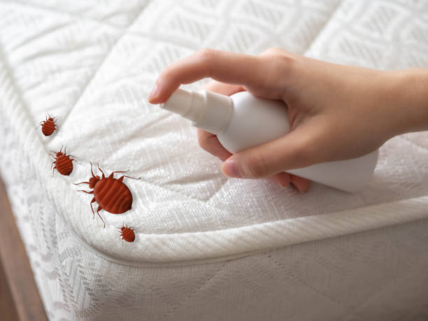 Best Wasp Removal Services  in Campti, LA